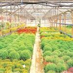 Major Horticulture Investment Announced in Andhra Pradesh