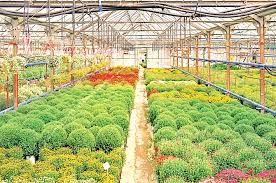 Major Horticulture Investment Announced in Andhra Pradesh