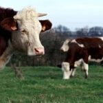 EU Subsidy Imbalance: Meat and Dairy Receive Disproportionate Support, Study Finds