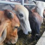Indonesia Imports Dairy Cows from Australia to Boost Domestic Milk Production