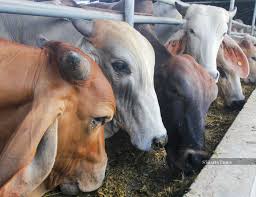 Indonesia Imports Dairy Cows from Australia to Boost Domestic Milk Production