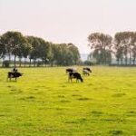 EU Livestock Subsidy Imbalance Raises Sustainability Concerns