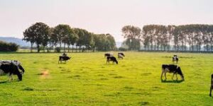 EU Livestock Subsidy Imbalance Raises Sustainability Concerns