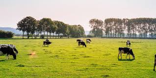 EU Livestock Subsidy Imbalance Raises Sustainability Concerns
