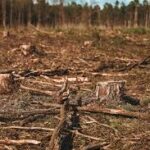 EU Deforestation Regulation Compliance May Strain Supply Chains
