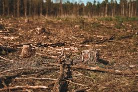 EU Deforestation Regulation Compliance May Strain Supply Chains