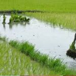 Shift in Cropping Patterns Reflects Climate Stress and Labour Constraints in Karnataka