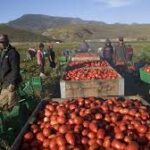 Agricultural Exports Reach Record $15.1 Billion Despite Challenging Global Trade Conditions