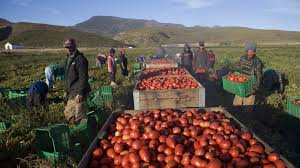 Agricultural Exports Reach Record $15.1 Billion Despite Challenging Global Trade Conditions