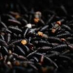 USDA to Deploy Sterile Flies to Combat Screwworm Pest Along Mexico Border