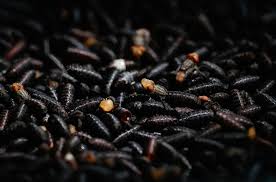 USDA to Deploy Sterile Flies to Combat Screwworm Pest Along Mexico Border