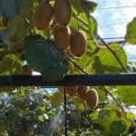 Rivulis Boosts Climate Resilience in French Kiwi Orchards with Precision Irrigation Solutions