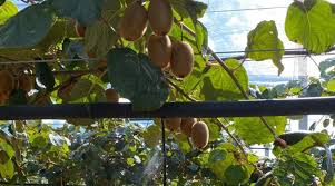 Rivulis Boosts Climate Resilience in French Kiwi Orchards with Precision Irrigation Solutions