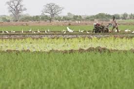 FAO Reports Growing Momentum in Agricultural Mechanization Across Africa