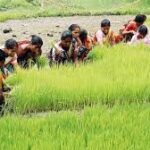 Women and Youth Spotlighted as Key Drivers of Agricultural Innovation in the Philippines