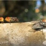 USDA Announces New Texas Facility to Combat Livestock Pest