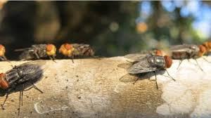 USDA Announces New Texas Facility to Combat Livestock…