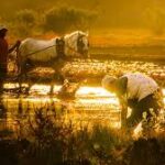 FAO-WMO Report Warns of Rising Extreme Heat Threats to Global Agriculture