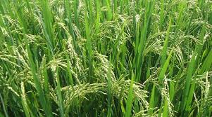 Indian Rice Exporters’ Federation Member Secures 5,000-Tonne Basmati Deal with United States