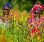 African Development Bank Secures $14 Million Boost to Strengthen Private Investment in African Agriculture