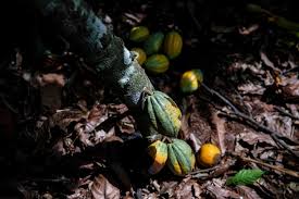 Ivory Coast Cocoa Stockpile Raises Fears of Further…