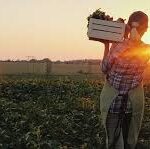 Global Agriculture Outlook: 2026 Brings Market Stabilisation but Persistent Imbalances