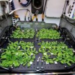 Australia–ISS Space Agriculture Experiment Launched to Study Crop Growth in Microgravity