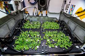 Australia–ISS Space Agriculture Experiment Launched to Study Crop Growth in Microgravity