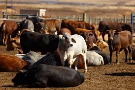 South Africa Launches First Locally Produced Foot-and-Mouth Disease Vaccine to Protect Cattle Sector