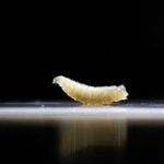 Deadly Screwworm Parasite Detected at U.S. Animal Import Facility