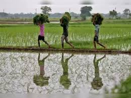 Economic Survey Highlights Private Capital and Climate Technology as Key Drivers for Agricultural Productivity