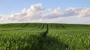 China Targets 725 Million Tonnes Grain Output by 2030 with Technology-Driven Farming Push