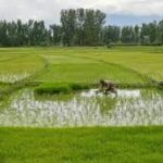 Sustainable Farming Practices Gain Momentum Across Global Agriculture