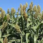 Pivot Bio Introduces RETAIN™ Dry to Boost Sorghum Yields