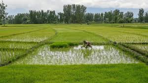 Sustainable Farming Practices Gain Momentum Across Global Agriculture