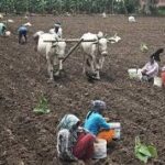 Centre Approves ₹894 Crore MSP Procurement for Telangana Farmers