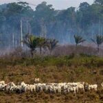 Global Analysis Finds Beef Production Drives 40% of Agriculture-Linked Deforestation