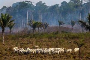 Global Analysis Finds Beef Production Drives 40% of&hellip;