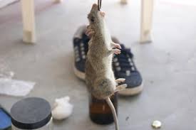 AINP-VPM Network Coordinator Visits PAU Zoology Department to Review Vertebrate Pest Management Research