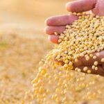 Corn and Soybean Prices Rise in Global Markets Amid Strong Selling Activity