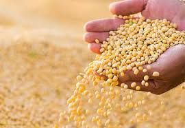 Corn and Soybean Prices Rise in Global Markets&hellip;