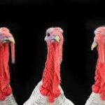 Avian Influenza Cases Decline Across Europe After Severe Winter Outbreak