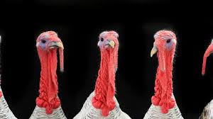 Avian Influenza Cases Decline Across Europe After Severe&hellip;