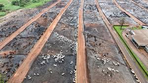 Beef Production Responsible for 40% of Agriculture-Linked Deforestation,&hellip;