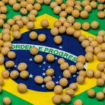 Brazil’s Soybean Production Forecast to Rise Nearly 15% in 2024/25