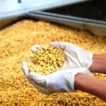 Global Soybean Supply Tightens in 2026 as Demand Rises, Brazil Set for Record Harvest