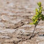 Climate Change Shifts Global Vegetation Patterns, Affecting Agriculture