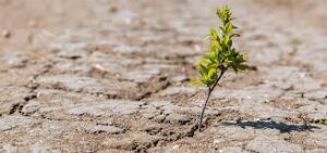 Climate Change Shifts Global Vegetation Patterns, Affecting Agriculture