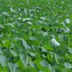 New Study Warns of Rising Crop Dominance Threatening Global Agricultural Sustainability