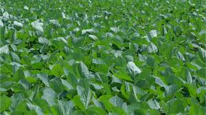 New Study Warns of Rising Crop Dominance Threatening…